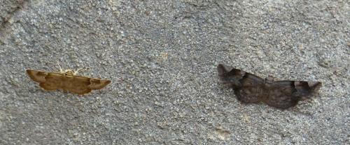 Sarangesa sp.